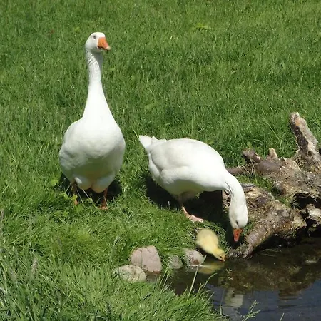 Sonnige Im Waldgebiet * Schortens