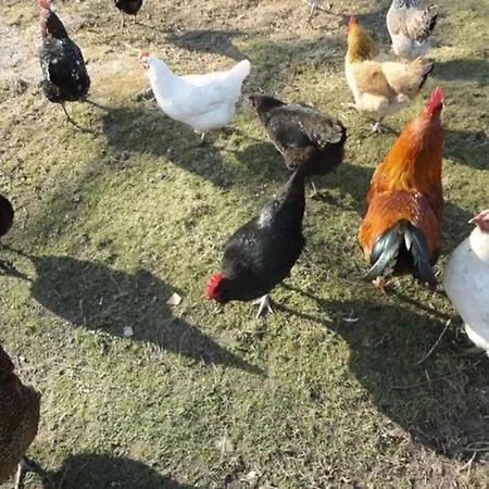 Sonnige Im Waldgebiet Schortens