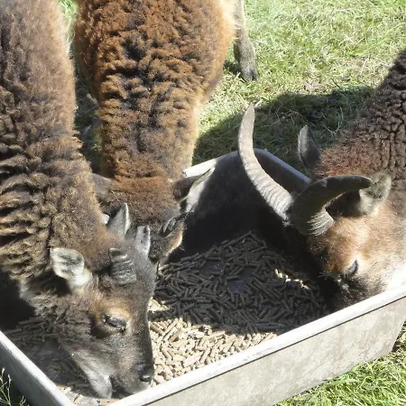 Sonnige Im Waldgebiet Apartamento *