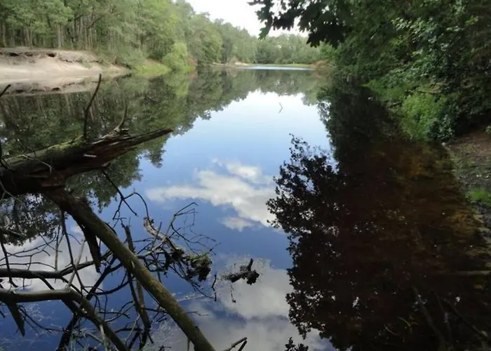 Sonnige Im Waldgebiet *