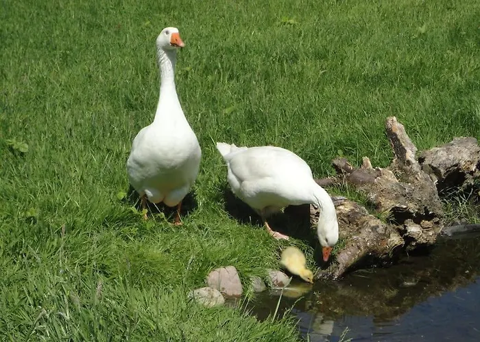 Sonnige Im Waldgebiet * Schortens