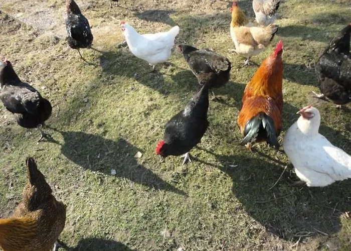 Sonnige Im Waldgebiet Schortens