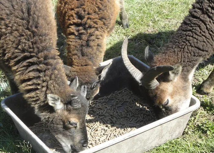 Sonnige Im Waldgebiet Apartamento *